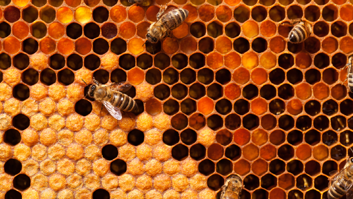 Las ambiciones de IA de propulsión nuclear de Meta parecen haber sido frustradas por un enjambre de abejas