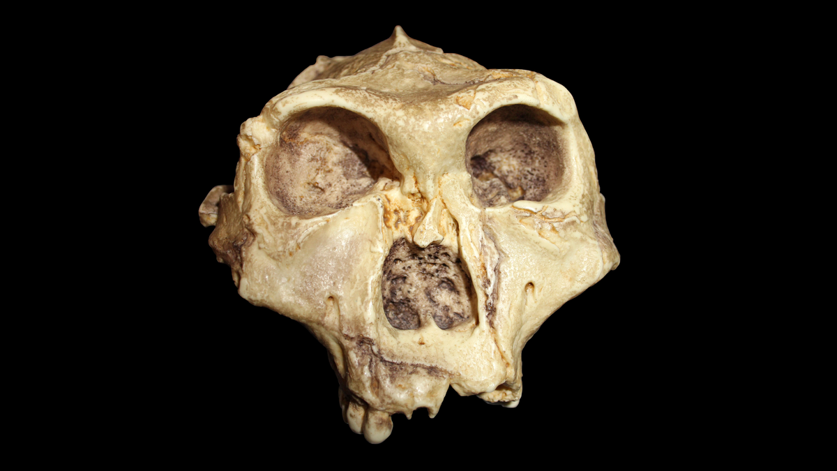 2.2 million-year-old teeth reveal secrets of human relatives found in a South African cave