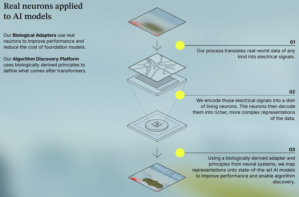 Living neurons integrated into modern AI processing, claims SF startup ...
