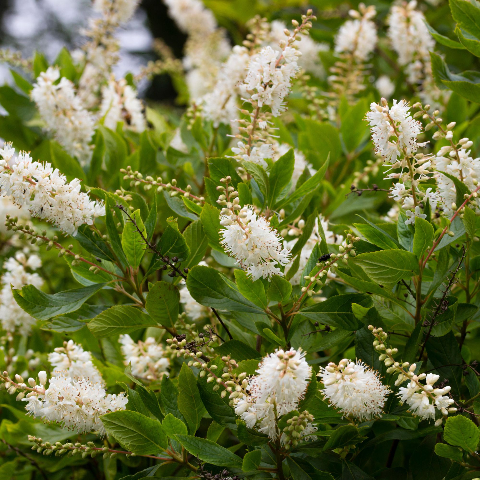 sweet pepperbush shrub