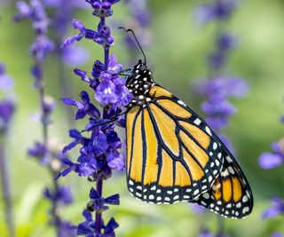 monarch butterfly on salvia flowers