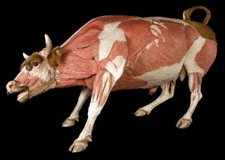 Animal photo from the Animals Inside Out Exhibit by Gunther von Hagens.