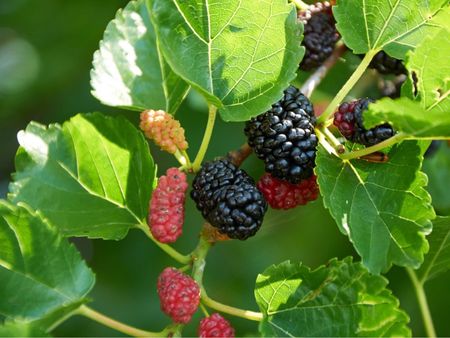 Ripe and unripe mulberries growing on a tree