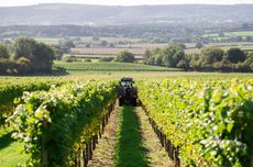 Roebuck Estates vineyards