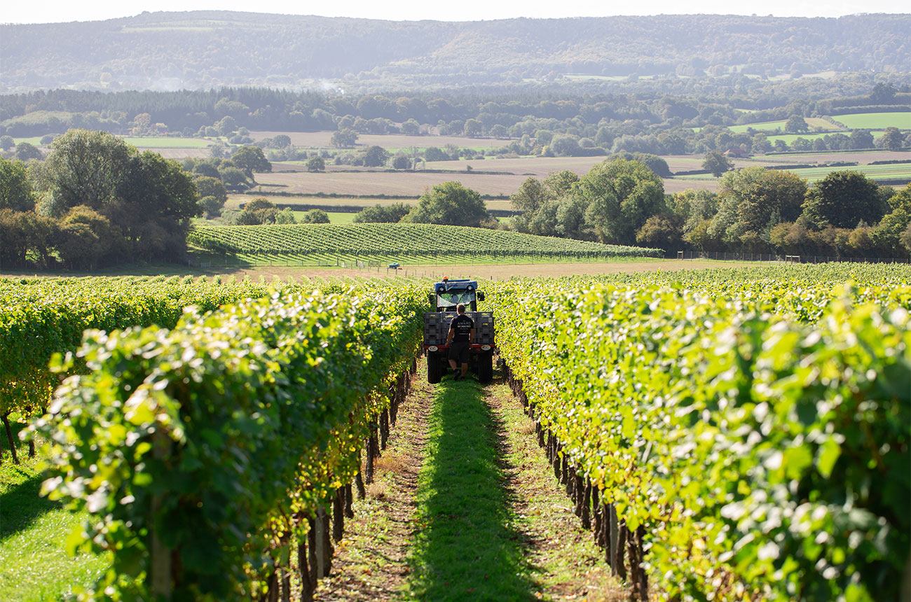 Roebuck Estates vineyards