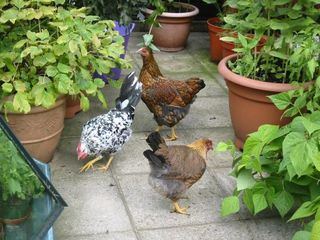 Chickens with pots