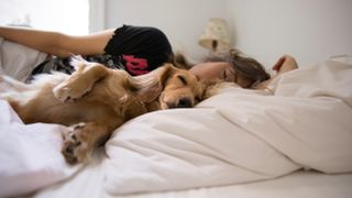 Long haired dachshund sleeping in bed with his human