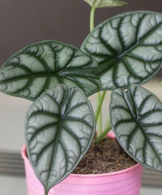 alocasia silver dragon in pink pot