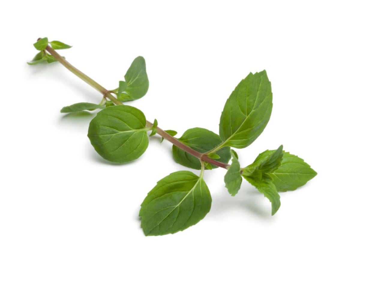 Ginger Mint Plants