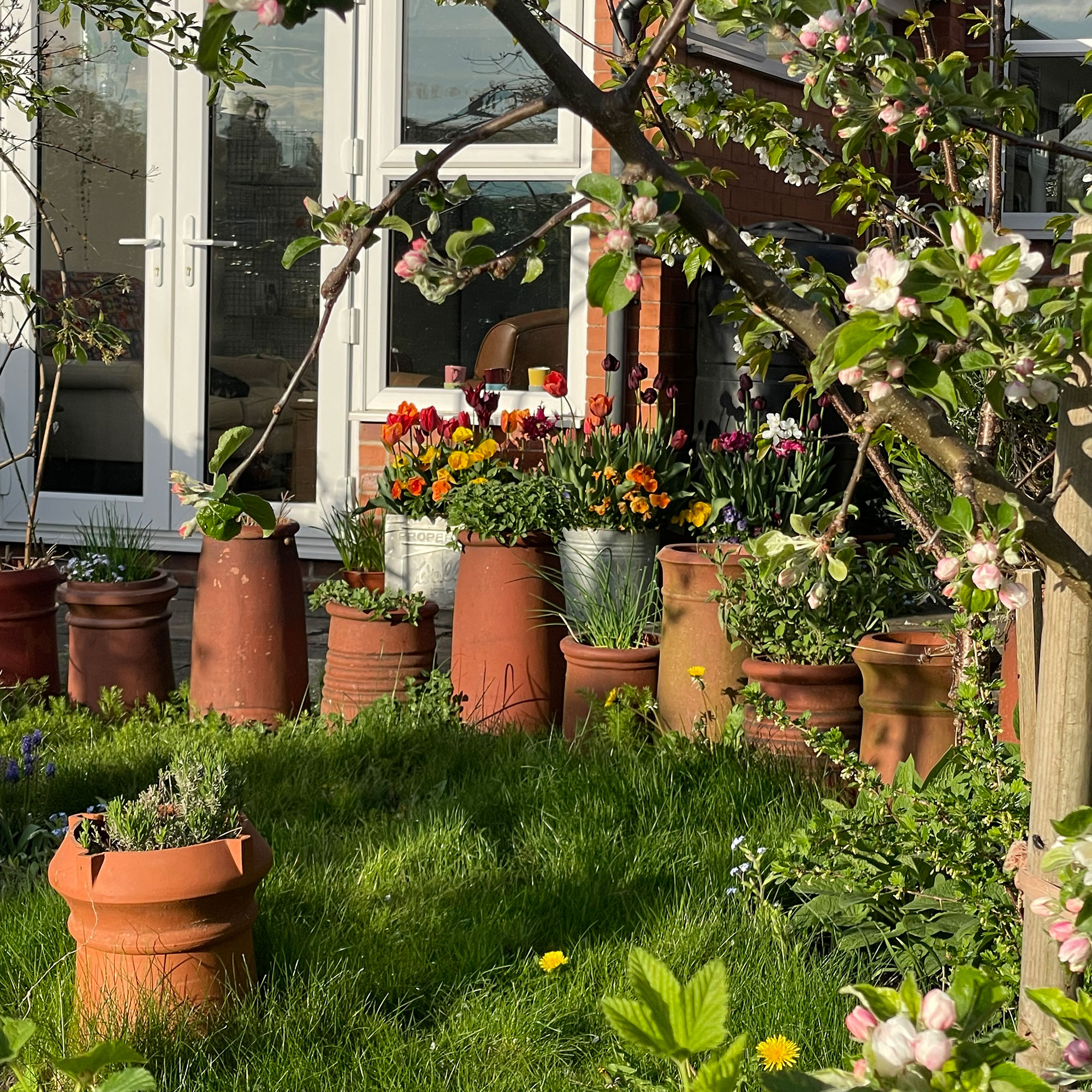 Garden out of back of home with long grass and collection of plants in terracotta pots