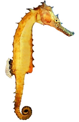 A spiny seahorse