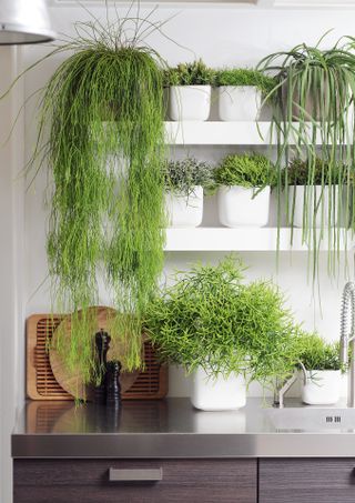 A collection of trailing leafy houseplants on shelving