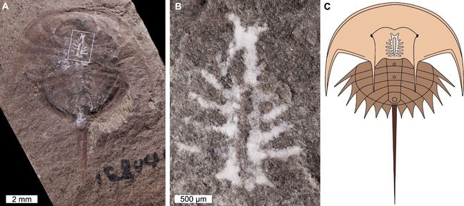 Perfectly Preserved 310 Million Year Old Fossilized Brain Found Live Science 