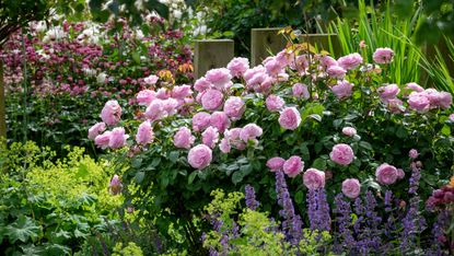 flowerbed packed with pink roses