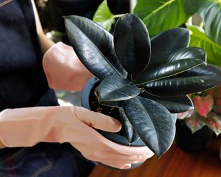 person handling rubber plant with gloves