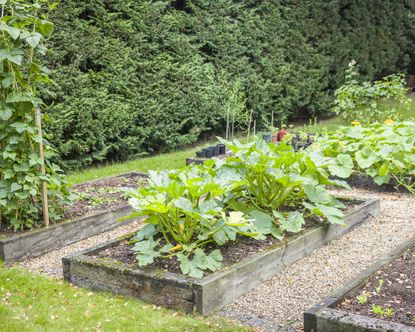 Raised beds built in a gently sloping yard