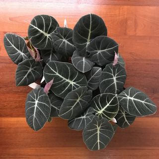 Alocasia Black Velvet