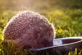 hedgehog eating food from a bowl