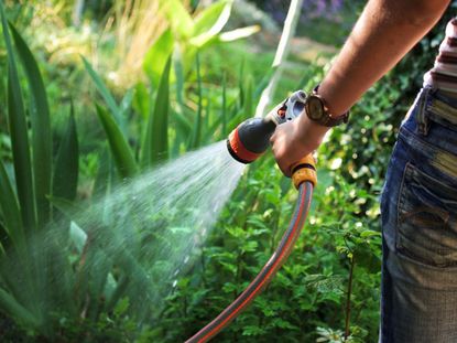 Person Watering Plants With Garden Hose