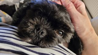 Artie, winner of National Pet Day award