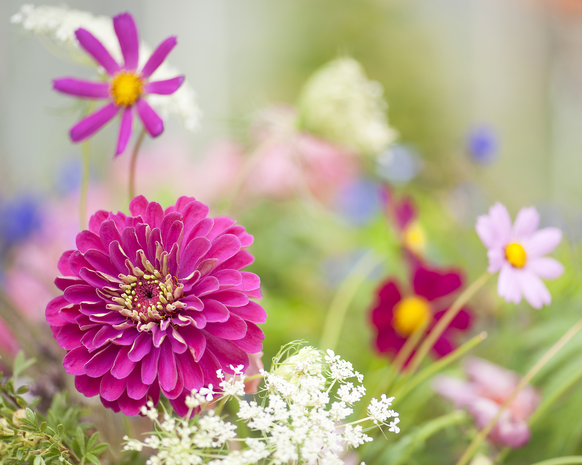 Zinnia and cosmos flowers