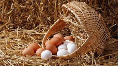 Mistake #2: Having all your eggs in one basket