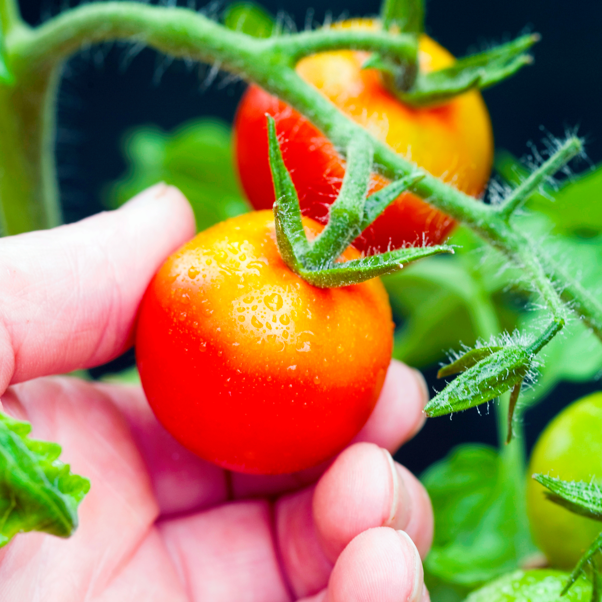 Tomatoes growing in the greenhouse - ripe enough to pluck with some green tomatoes still on the vine