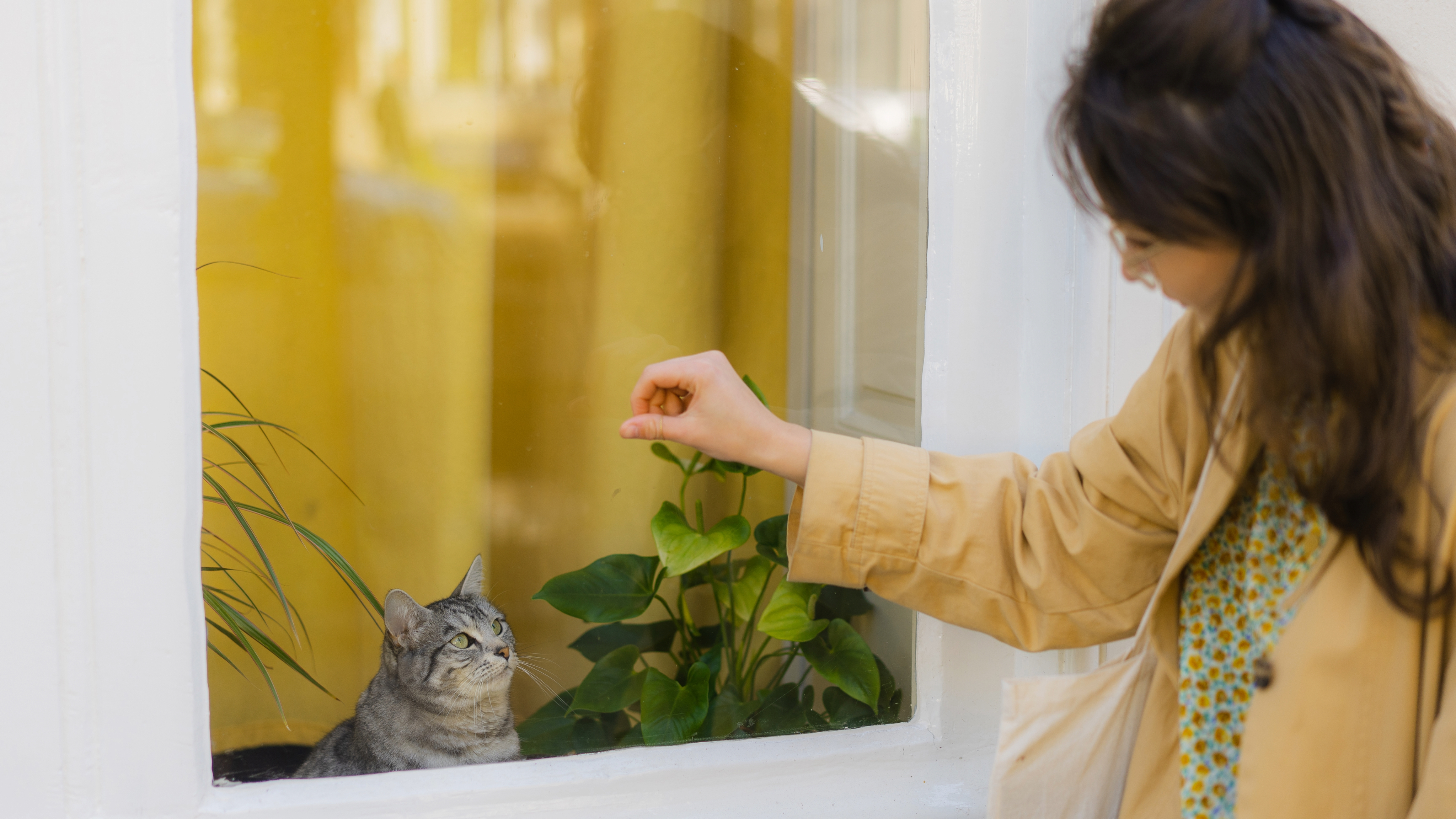Woman knocking on door with cat on other side