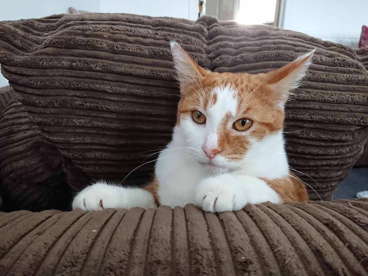 However the fur on this cat isn't as defined as it could be.