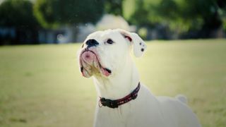 American Bulldog