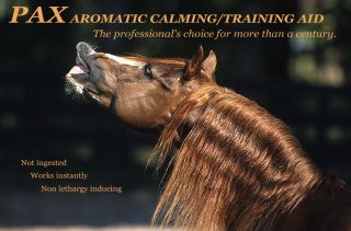 PaxHorse.jpg