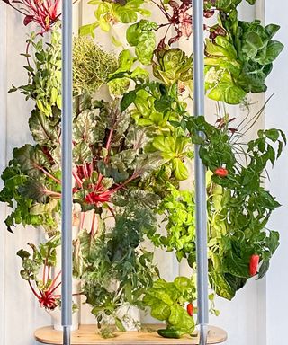 hydroponic grow tower with lettuce and leafy greens