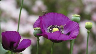 poppy with bees