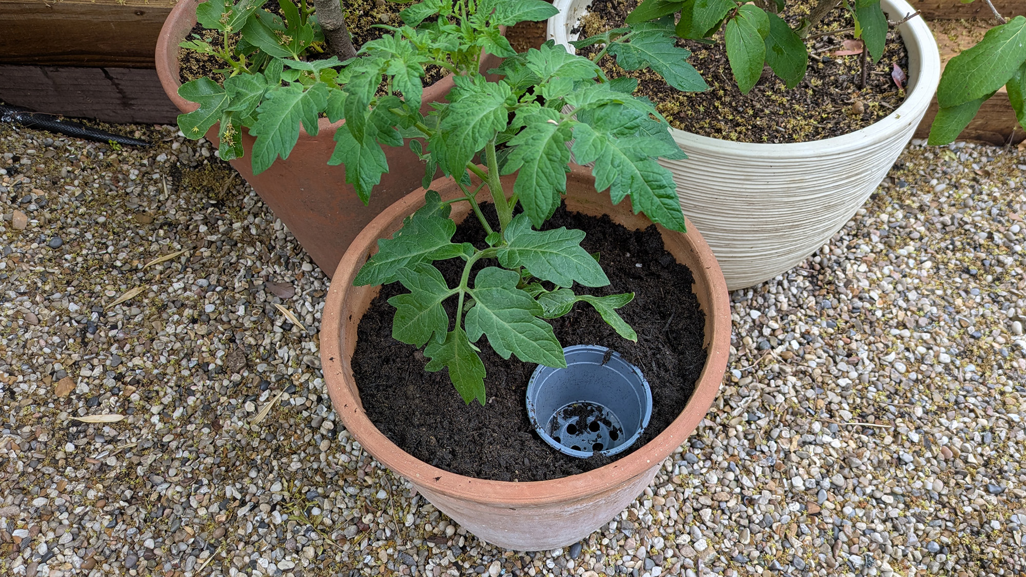Watering pot inserted with tomato plant