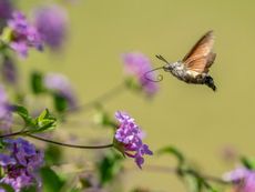 A hummingbird moth flies toward a purple flower