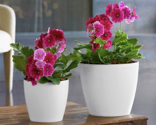 Eva planter set