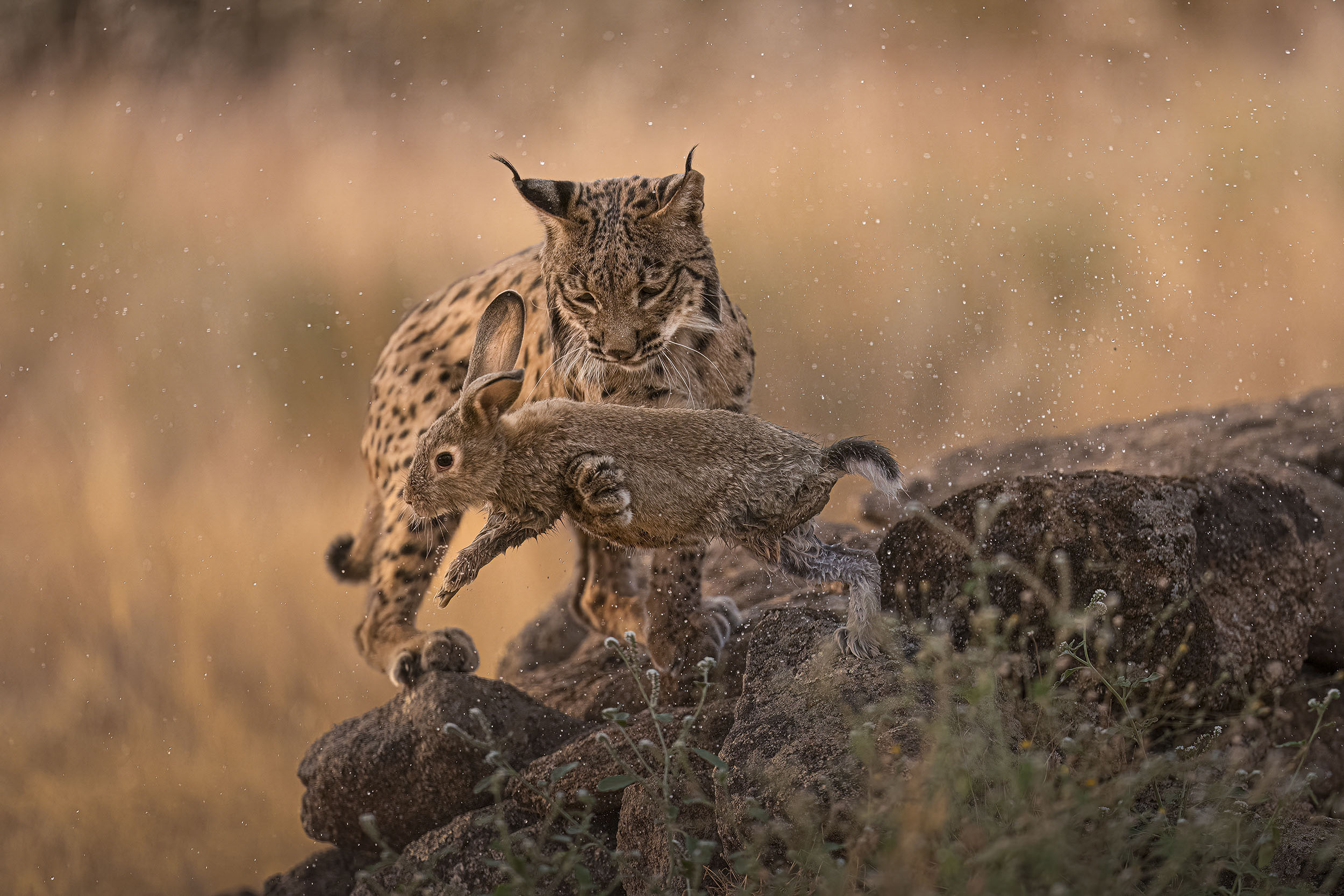 Photos of rare Iberian Lynx by wildlife photographer Alexandra Surkova &ndash; lynx catching a rabbit