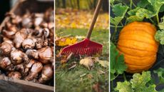 composite of bulbs, raking leaves and pumpkin growing