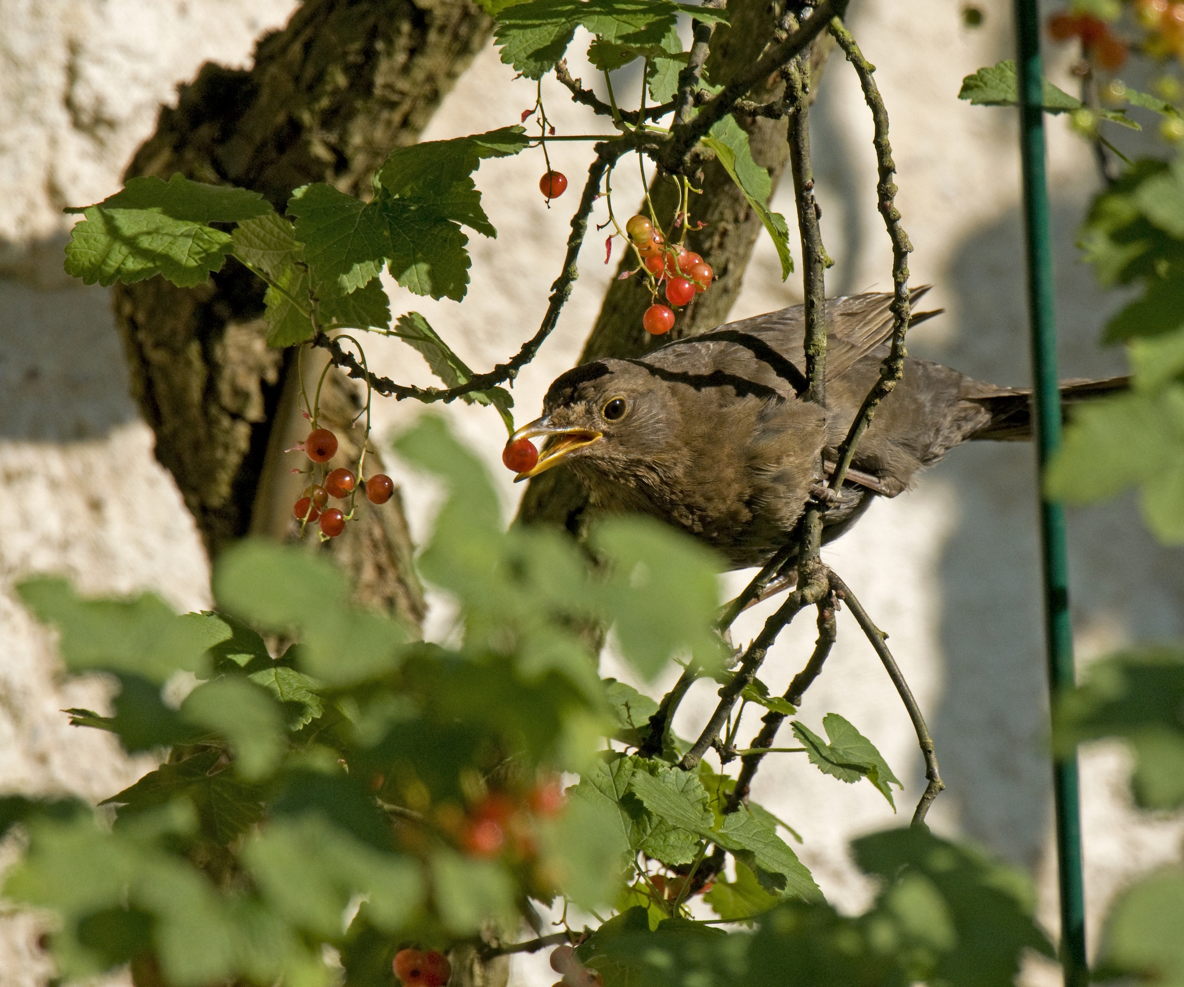 A blackbird is stealing redcurrants off the bush