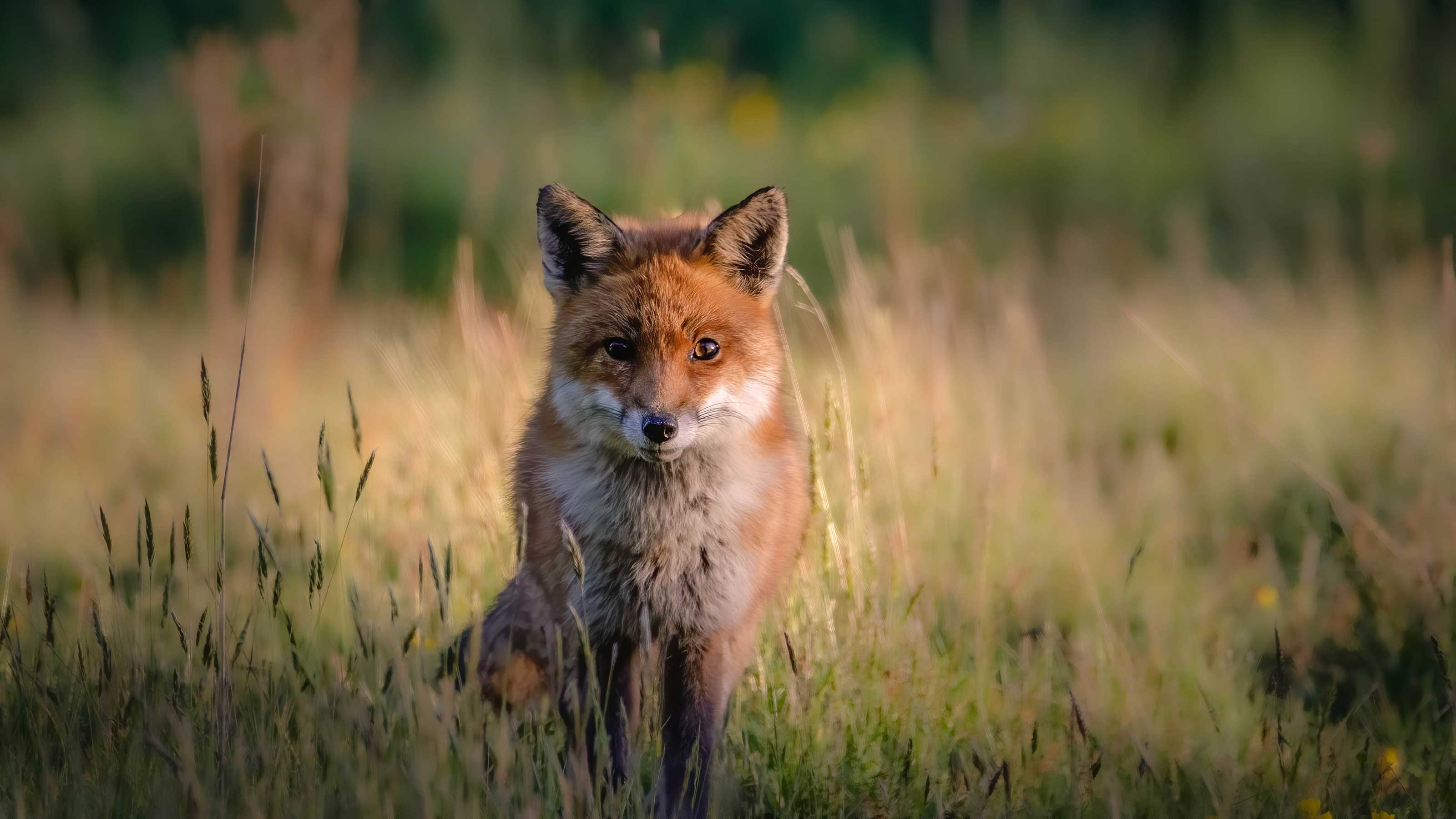How to get rid of foxes: simple ways to keep them out of your yard |  Gardeningetc