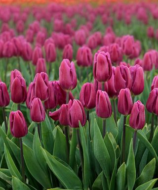 Dark pink purple tulips with green stems