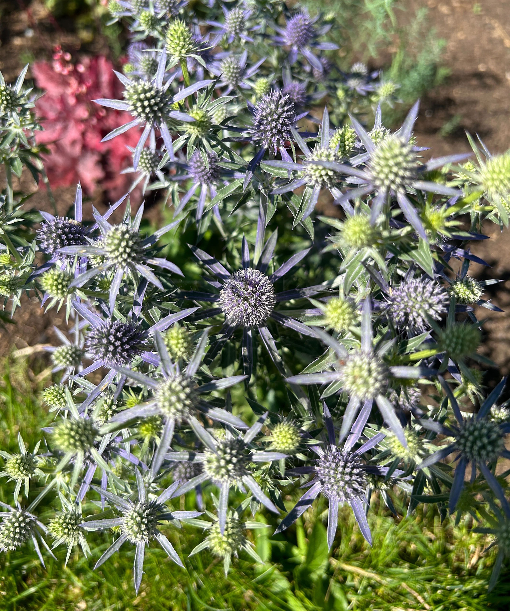 'Blue Hobbit' sea holly