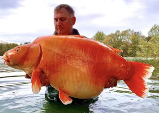 Hackett holding the giant goldfish soon after catching it.
