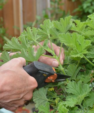 Close up of a hand and secateurs taking cutting from a pelargonium bedding geranium