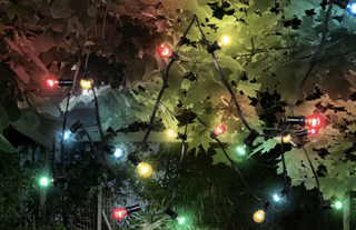 Neal 10 Light Festoon Lights from Wayfair wrapped in a tree full of leaves
