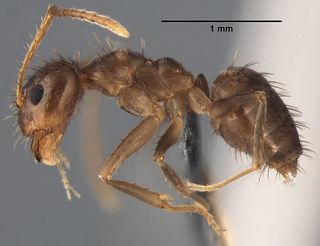 N. pubens worker ant