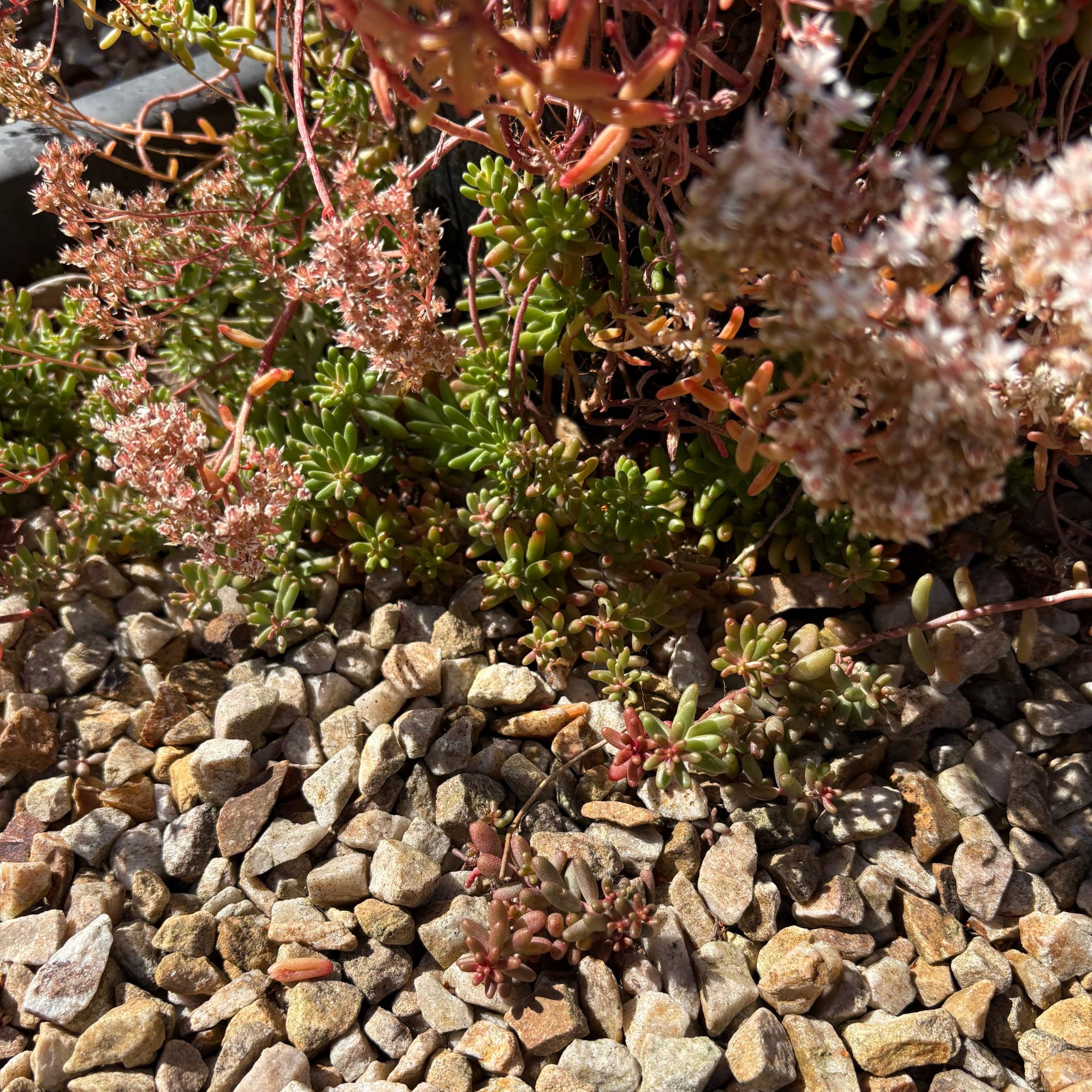 White stonecrop (Sedum album) growing in garden gravel area