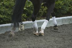 dressage-schooling.jpg