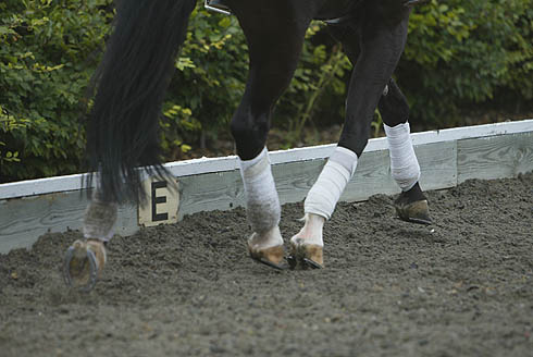 dressage-schooling.jpg