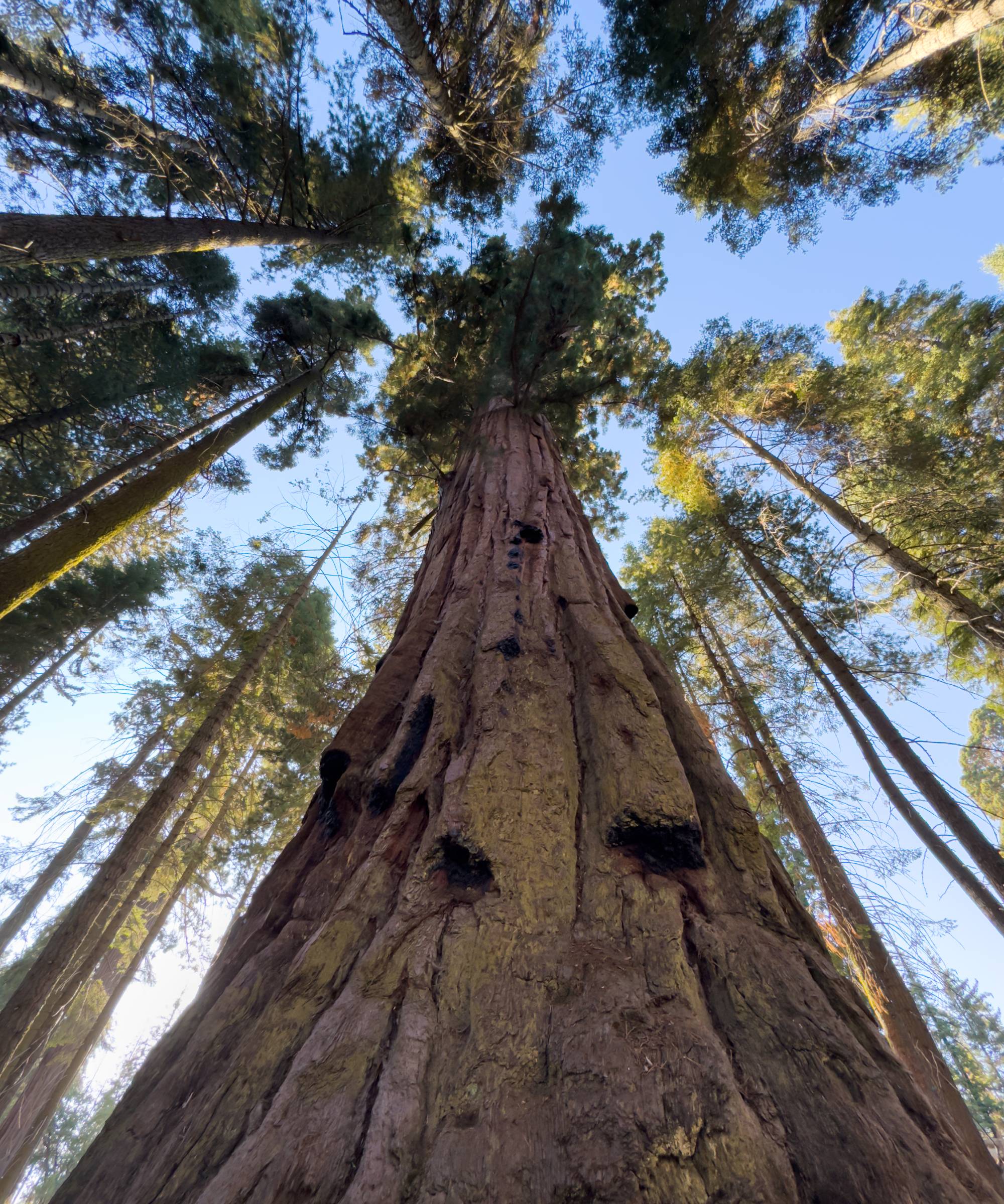 Looking up the trunk of a giant sequoia tree in Sequoia National Park